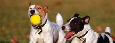 OpenGraph image for medium.com/@shahata/why-i-wont-be-using-fetch-api-in-my-apps-6900e6c6fe78
