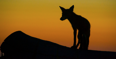 OpenGraph image for medium.com/secret-den/sunset-bc18450478d5