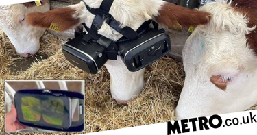 OpenGraph image for metro.co.uk/2022/01/07/farmer-gives-cooped-up-cows-vr-headsets-to-increase-milk-production-15880604/