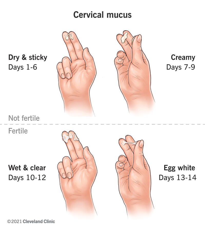Cervical Mucus: Chart, Stages, Tracking & Fertility - Cleveland Clinic