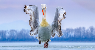 OpenGraph image for mymodernmet.com/bird-photographer-of-the-year-2019/?fbclid=IwAR31C2eQAZJN0hUY6zcFfngGwS14v8ibSQxp_43_1itj62vqDZj-a7AXzoY