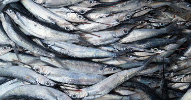 OpenGraph image for neweconomics.org/2020/03/landing-the-blame-overfishing-in-the-northeast-atlantic-2020