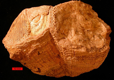 OpenGraph image for news.agu.org/press-release/ancient-shell-shows-days-were-half-hour-shorter-70-million-years-ago/