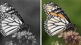 OpenGraph image for news.developer.nvidia.com/automatic-image-colorization-of-grayscale-images/