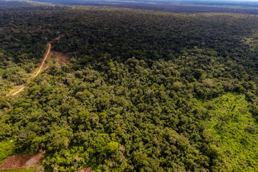 OpenGraph image for news.mongabay.com/2021/11/indigenous-groups-call-for-govt-intervention-as-land-grabbers-invade-bolivian-protected-area/