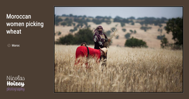 OpenGraph image for nicolas-hoizey.photo/galleries/travels/africa/morocco/moroccan-women-picking-wheat/