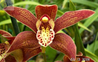 OpenGraph image for orchids.org/grexes/cymbidium-herbert-george-alexander