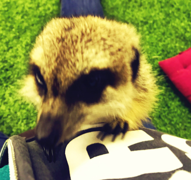 OpenGraph image for photo.cate.blog/2017/03/having-a-moment-with-a-meerkat/