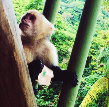 OpenGraph image for photo.cate.blog/2017/03/that-time-i-met-a-monkey-in-costa-rica-and-accidentally-fed-him-sugar/