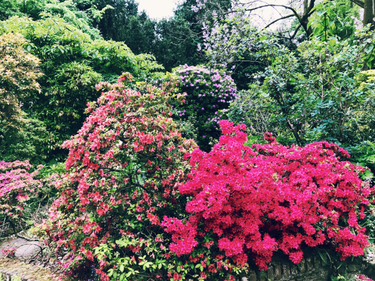 OpenGraph image for photo.cate.blog/2017/05/botanical-gardens-in-amsterdam-%f0%9f%8c%b3/