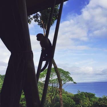 OpenGraph image for photo.cate.blog/2017/06/%f0%9f%90%92/