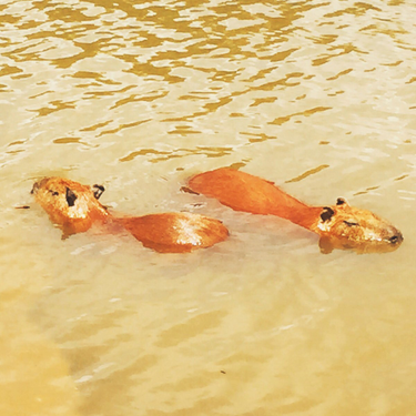 OpenGraph image for photo.cate.blog/2017/07/capybaras/