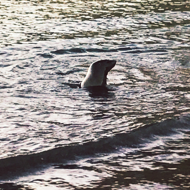 OpenGraph image for photo.cate.blog/2017/08/%f0%9f%8c%8a-sea-lion-at-sunset-%f0%9f%8c%85/