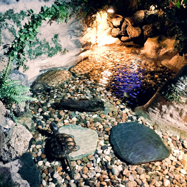 OpenGraph image for photo.cate.blog/2017/08/%f0%9f%90%a2/