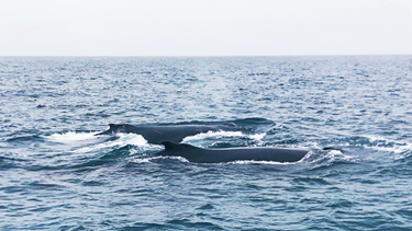 OpenGraph image for photo.cate.blog/2017/08/%f0%9f%90%b3%f0%9f%90%b3/