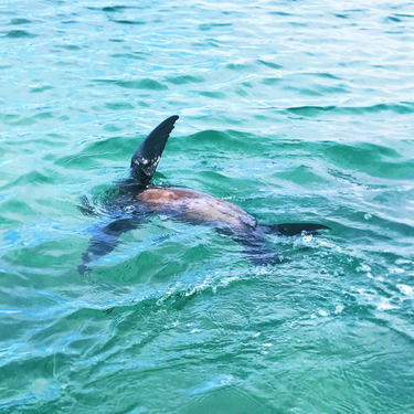 OpenGraph image for photo.cate.blog/2017/08/baby-sea-lion-came-to-play-%f0%9f%8c%8a/