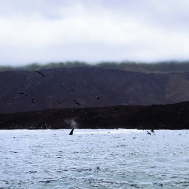 OpenGraph image for photo.cate.blog/2017/08/birds-gather-to-watch-the-orcas-feed-%f0%9f%a6%85/