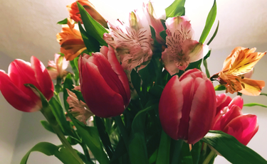 OpenGraph image for photo.cate.blog/2018/01/%f0%9f%8c%b7/