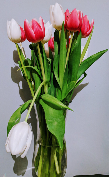 OpenGraph image for photo.cate.blog/2018/02/%f0%9f%8c%b7-2/