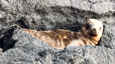 OpenGraph image for photo.cate.blog/2018/02/baby-sea-lion-%f0%9f%98%8d/