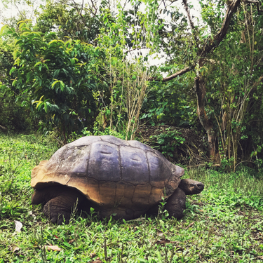 OpenGraph image for photo.cate.blog/2018/02/few-creatures-more-chill-than-a-tortuga-%f0%9f%90%a2/