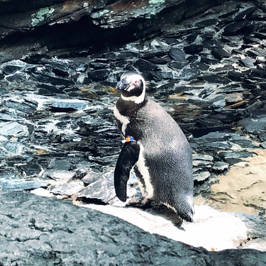 OpenGraph image for photo.cate.blog/2018/05/pinguino-%f0%9f%90%a7/