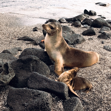 OpenGraph image for photo.cate.blog/2018/06/baby-sea-lion-stretches-%f0%9f%98%8d/