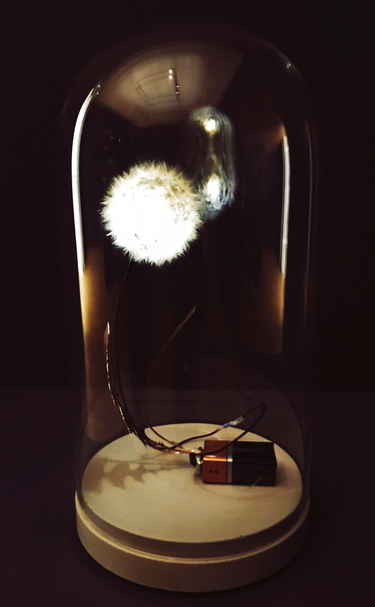 OpenGraph image for photo.cate.blog/2018/06/dandelion-light-%f0%9f%92%a1/