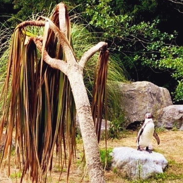 OpenGraph image for photo.cate.blog/2020/06/%f0%9f%90%a7-2/