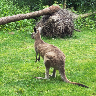 OpenGraph image for photo.cate.blog/2020/06/%f0%9f%a6%98-2/