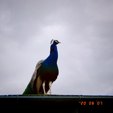 OpenGraph image for photo.cate.blog/2020/06/%f0%9f%a6%9a/