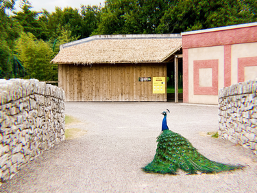 OpenGraph image for photo.cate.blog/2020/06/%f0%9f%a6%9a-2/