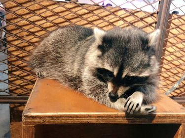 OpenGraph image for photo.cate.blog/2020/06/%f0%9f%a6%9d-10/