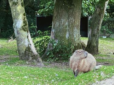 OpenGraph image for photo.cate.blog/2020/06/capybara/