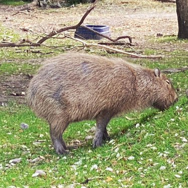 OpenGraph image for photo.cate.blog/2020/06/capybaras-eat-juice-green-plants-and-also-grass/