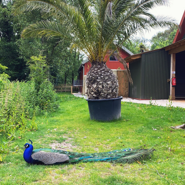 OpenGraph image for photo.cate.blog/2020/06/chillin-%f0%9f%a6%9a/