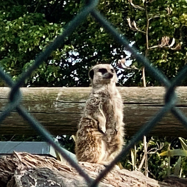 OpenGraph image for photo.cate.blog/2020/06/meerkat/