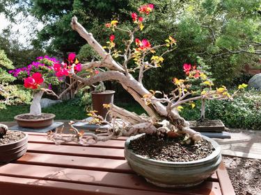 OpenGraph image for photo.cate.blog/2020/07/%f0%9f%8c%b3-13/