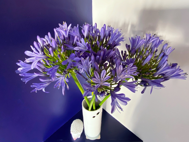 OpenGraph image for photo.cate.blog/2020/07/%f0%9f%92%99-2/