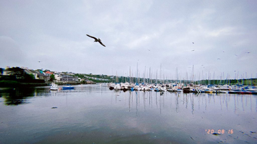 OpenGraph image for photo.cate.blog/2020/08/%f0%9f%90%a6-4/