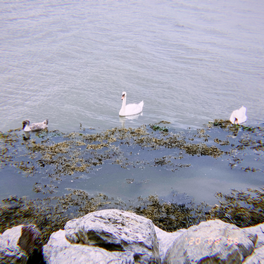 OpenGraph image for photo.cate.blog/2020/08/%f0%9f%a6%a2-2/