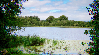 OpenGraph image for photo.cate.blog/2020/09/%f0%9f%8c%b3%f0%9f%8c%b3/