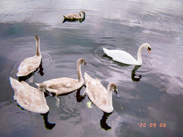 OpenGraph image for photo.cate.blog/2020/09/%f0%9f%a6%a2%f0%9f%a6%a2%f0%9f%a6%a2/