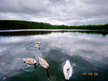 OpenGraph image for photo.cate.blog/2020/09/%f0%9f%a6%a2-3/