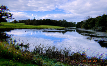 OpenGraph image for photo.cate.blog/2020/10/%f0%9f%8c%b3%e2%98%81%ef%b8%8f-2/