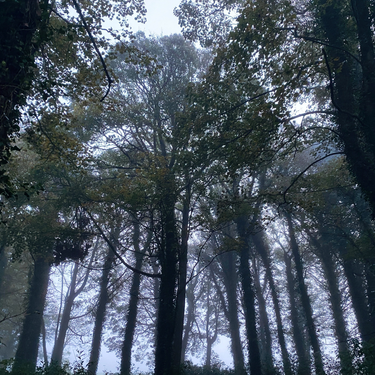 OpenGraph image for photo.cate.blog/2020/10/early-morning-forest-%f0%9f%8c%b3/