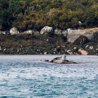 OpenGraph image for photo.cate.blog/2020/10/seal-%f0%9f%8c%8a/