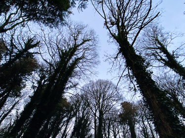 OpenGraph image for photo.cate.blog/2020/12/%f0%9f%8c%b3-17/