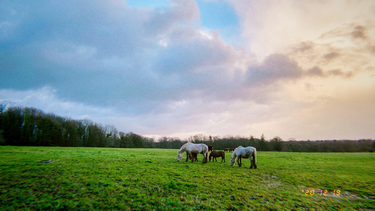 OpenGraph image for photo.cate.blog/2020/12/%f0%9f%90%b4/