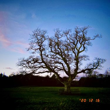 OpenGraph image for photo.cate.blog/2020/12/tree-%f0%9f%8c%b3/